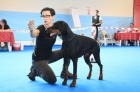 Daskarera Dobermann Kennel