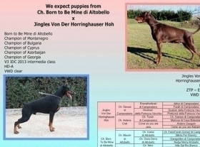 B Litter - Daskarera Dobermann Kennel