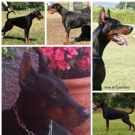 A Litter - Daskarera Dobermann Kennel