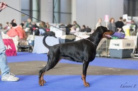 Campionessa Internazione di Bellezza - Daskarera Dobermann Kennel