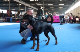 Campionessa Internazione Expo - Daskarera Dobermann Kennel