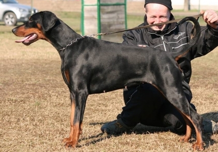 AirinLadyLuna - Daskarera Dobermann Kennel