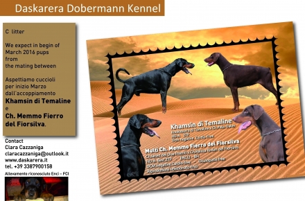 C Litter - Daskarera Dobermann Kennel