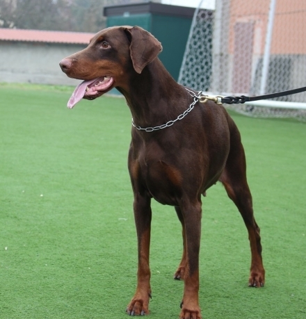 Khamsin di Temaline - Daskarera Dobermann Kennel