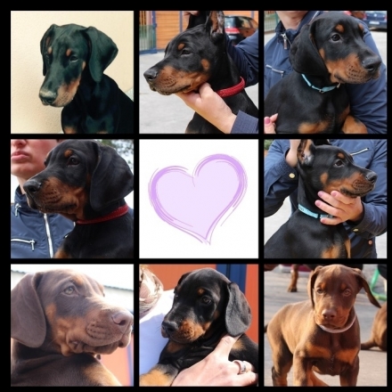 D Litter - Daskarera Dobermann Kennel