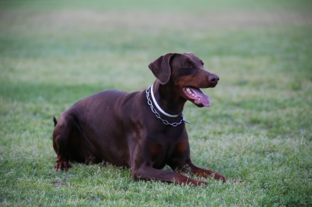 Jingles Von Der Horringhauser Hoh - Daskarera Dobermann Kennel