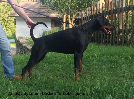 AnaisLadyLuna - Daskarera Dobermann Kennel