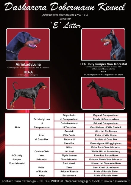 E Litter - Daskarera Dobermann Kennel