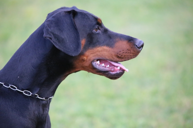  - Daskarera Dobermann Kennel